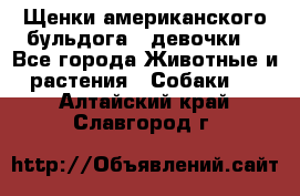 Щенки американского бульдога ( девочки) - Все города Животные и растения » Собаки   . Алтайский край,Славгород г.